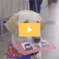 Facility dogs handing out cards