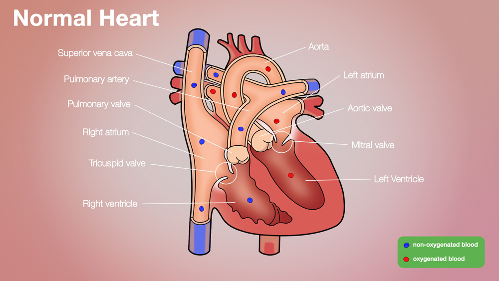 Normal Anatomical Heart