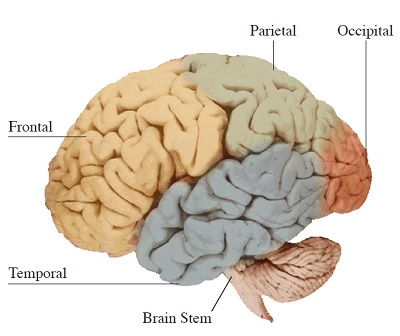 Cerebral Cortex