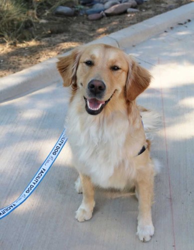 TIRR Memorial Hermann facility dog, Annie, smiles for a photo.