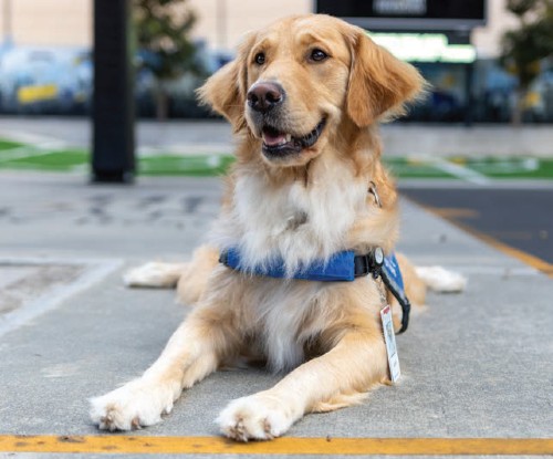 Facility dog, Annie, sits obediently on the TIRR Memorial Hermann basketball court.