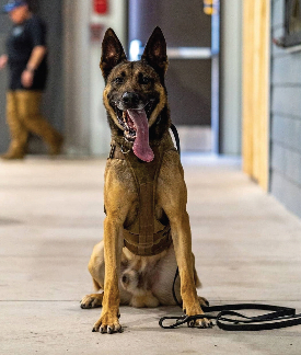 K9 Officer Nate recovers with help of Life Flight training